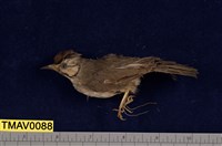 藏品(冠羽畫眉)的圖片